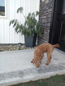 Mini Poodle Diamond 